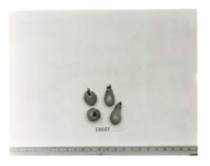 Click for 1 image(s) for this accession. FRUIT